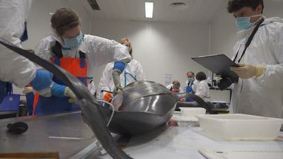 Dolphins killed in France: Fishermen and NGOs clash over accidental catches