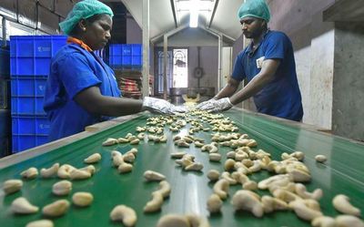 Tamil Nadu’s cashew capital