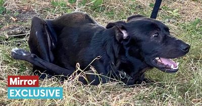 Dog with backwards leg gets adopted after being tied up for so long he couldn't move