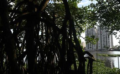 Mangroves