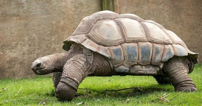 Blackpool Zoo's giant tortoise Darwin has died aged 105-years-old