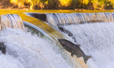 Canada ignored warnings of virus infecting farmed and wild salmon