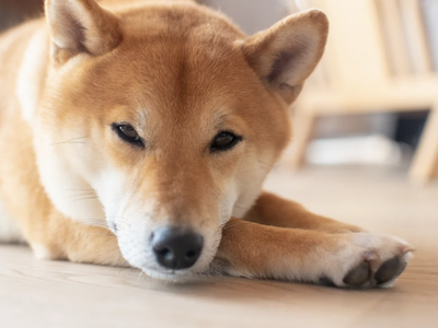 Why Shiba Inu Looks Prepped For A Run And How To Trade These DOGE Killer's Patterns