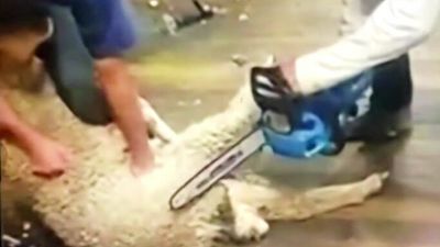 RSPCA investigating 'cruel' video of sheep being shorn with chainsaw