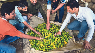 Ahmedabad: Lemon demand down 35%, prices stay high