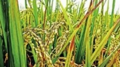 Telangana govt paid over 5,000 crore interest on loans for paddy