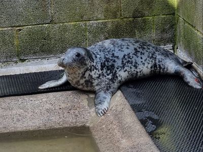 Over-friendly wild seal in rehab after being fed by beachgoers