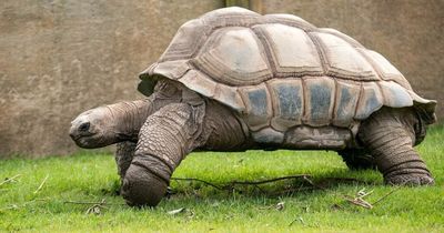 Blackpool Zoo's giant tortoise Darwin dies aged 105