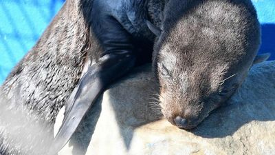 Plastic Peril: Seals Gaping Neck Wound From Plastic Packing Band