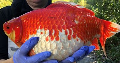 Goldfish may be banned after giant animals cause chaos in waterways and lakes