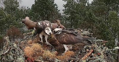 Perthshire osprey pair have first egg arrive in time for Easter