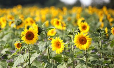 Plant sunflowers and lavender to save garden species, says RSPB