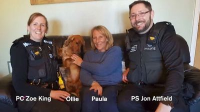 Wild Rover: Ollie The Stolen Cocker Spaniels Delight At Reunion With Owner