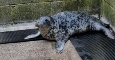 Friendly seal who often visits pub sent to rehab to 'wean her off human contact'