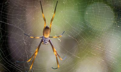 If we can farm metal from plants, what else can we learn from life on Earth?