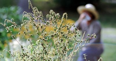 Covid or hay fever? How to tell the difference between symptoms