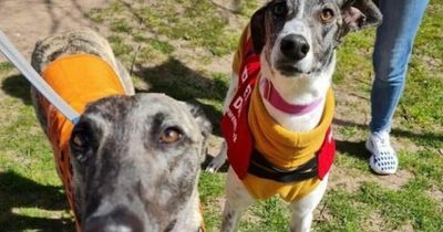 Lurchers are the most abused and abandoned dog in Ireland, according to rescue charity