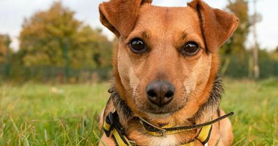 Irish dog owners warned of three lesser known toxic threats to dogs this Easter