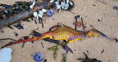 Mystery as strange and vibrant creatures wash up on beaches after record rainfall