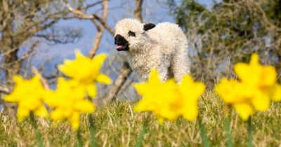 Falkirk's Easter Bank Holiday weekend weather forecast