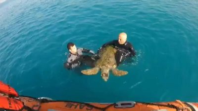 Coast Guard Rescues Rare Sea Turtle Found Exhausted And Floating In Mediterranean