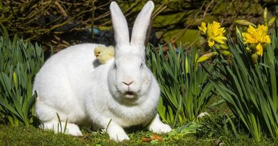 Tiny chick makes friends with giant albino rabbit at Scottish zoo in cute moment