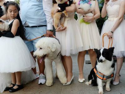 Me-ow! Pet Community Operator Boqii Faces Delisting Due to Shriveling Valuation