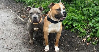 Pair of bulldogs abandoned and tied to a bush