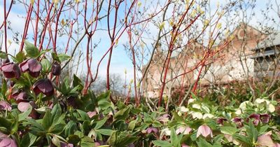 Glasgow's historic 'secret' garden that hardly anybody knows about
