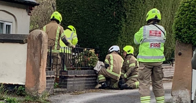 'Distressed' deer trapped in Ruddington fence for hours freed by fire crews