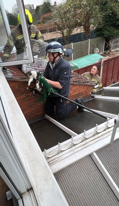 Kittens rescued after being born in the gutter of a home in Birmingham