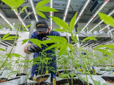 Technology Systems In The Cannabis Industry