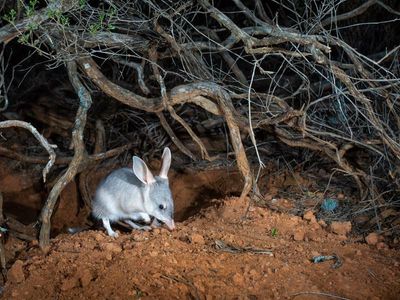Bilby populations climb across the country
