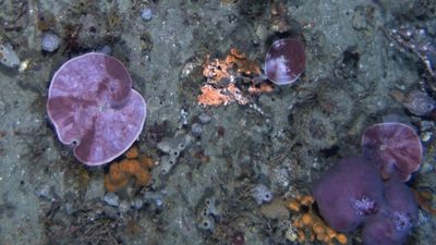 Bleached sea sponges found in deeper reefs off Tasmania