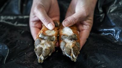 South Australian taxidermists Stevan Green, Tamara Vlaanderen say business is growing