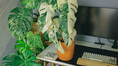 Multi-coloured plants are suddenly a home decor 'must-have'. Here's how to keep them alive