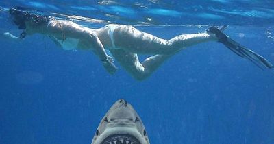 Davina McCall 'swims inches from killer shark' but terrified fans shouldn't panic