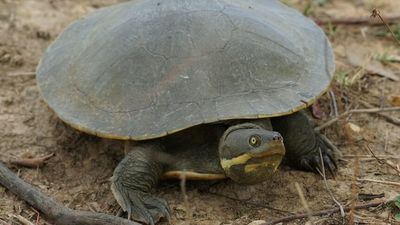 Freshwater turtles of south-east Australia have hatched. Do you know your broad-shells from your long-necks?