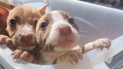Man arrested for dog theft after seven pit bull puppies stolen from Adelaide home