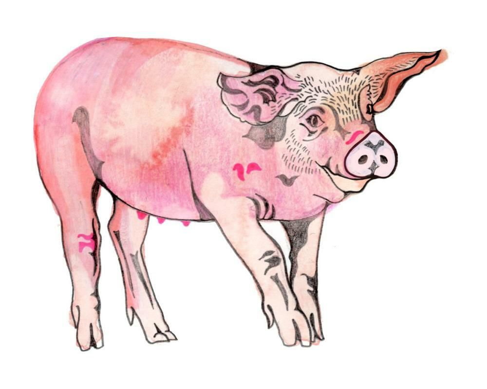 Why do pigs roll in mud, and when might you get to…