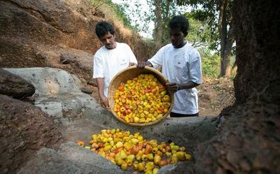 How to enjoy feni season right now in Goa