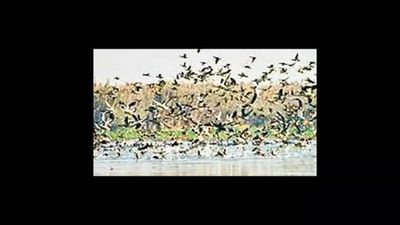 Bird flu scare in Bihar: ‘Don’t panic, but take precautionary steps’