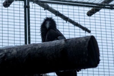 ‘A sacred responsibility’: Yurok Tribe poised to return condors to the skies