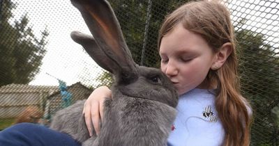 Britain's 'most pampered' bunny lives in her own luxurious two-storey house