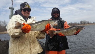 Chicago outdoors: Frog sounds question, inquisitive mink, early hummingbird, big Shabbona walleye