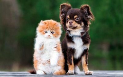 Why cats and dogs are less susceptible to Omicron