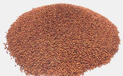 A better millet for potential iron deficiency