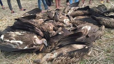 Vultures in Assam under threat for survival
