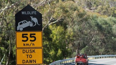 Roadkill data paints bloody picture of wildlife carnage across Tasmania