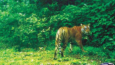 ‘Cameras prove tigers exist in Goa forests since 2013’
